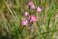 Thelymitra × irregularis