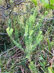 Struthiola pondoensis