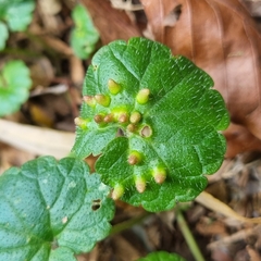 Rondaniola bursaria