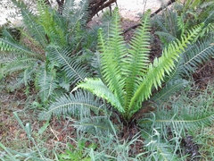 Blechnum nudum