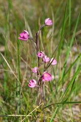 Thelymitra × irregularis