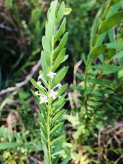Struthiola pondoensis