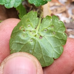 Rondaniola bursaria