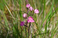 Thelymitra × irregularis