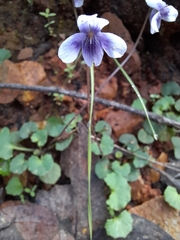 Viola hederacea