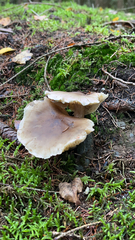 Tricholoma saponaceum