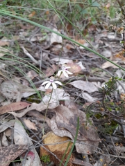 Caladenia cucullata