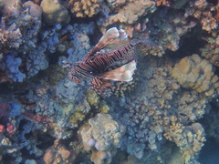 Pterois miles