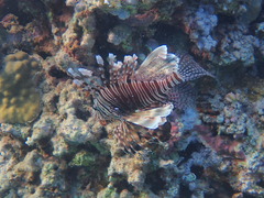 Pterois miles