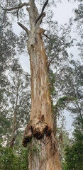 Eucalyptus cypellocarpa