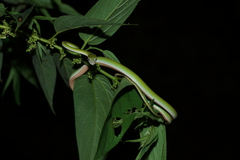 Ahaetulla prasina
