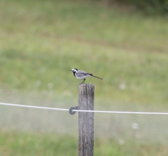 Motacilla alba alba