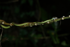 Dendrelaphis inornatus