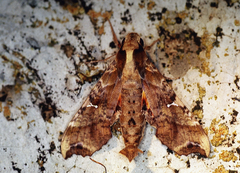 Callionima calliomenae