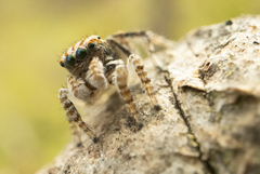 Maratus