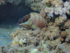 Epinephelus fasciatus