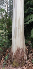 Eucalyptus viminalis viminalis
