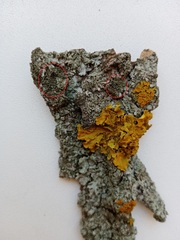 Phaeophyscia nigricans