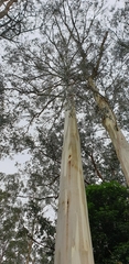 Eucalyptus viminalis viminalis