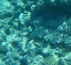 Halichoeres hortulanus