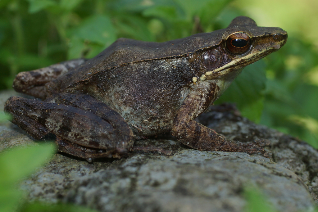 Kongkang-timur flores (Papurana florensis)