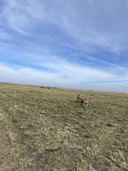 Alcelaphus buselaphus cokii