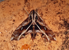 Hemeroplanes triptolemus