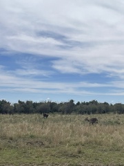 Kobus ellipsiprymnus defassa