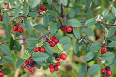 Cotoneaster pannosus