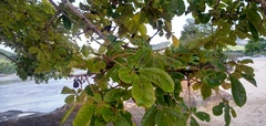 Vitex doniana