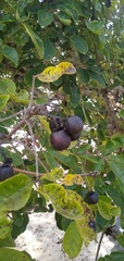 Vitex doniana