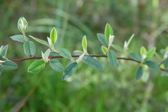 Cotoneaster pannosus