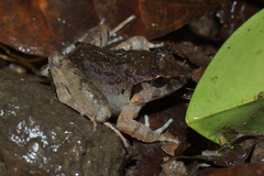 Limnonectes dammermani