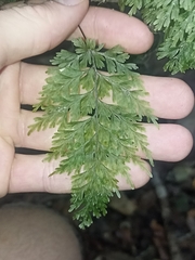 Hymenophyllaceae