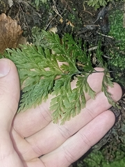 Hymenophyllaceae