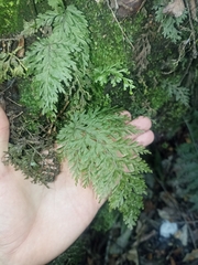 Hymenophyllaceae