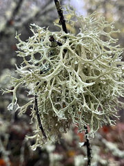 Evernia prunastri