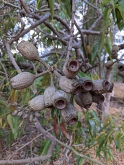Corymbia