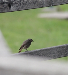 Phoenicurus ochruros gibraltariensis