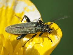Oedemera virescens