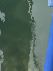 Myliobatis tenuicaudatus