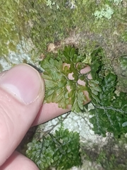Hymenophyllaceae