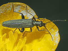 Oedemera virescens