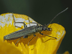 Oedemera virescens