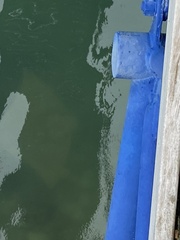 Myliobatis tenuicaudatus