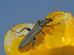 Oedemera virescens