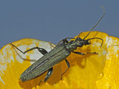 Oedemera virescens