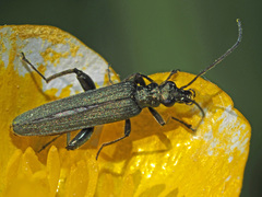 Oedemera virescens