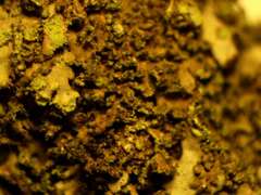 Phaeophyscia nigricans