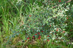 Cotoneaster pannosus